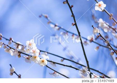 白梅 白い梅の花 梅林 梅の林 たくさんの花 春の観光スポット 白梅 白い梅の花 梅林 梅の林 たくさんの花 春の観光スポット 35497489
