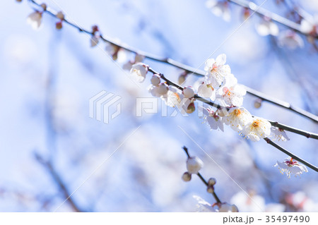 白梅　白い梅の花　梅林　梅の林　たくさんの花　春の観光スポット 35497490