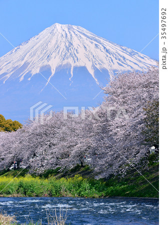 潤井川岸からの春の風景-223761 35497692