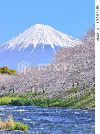 潤井川岸からの春の風景-223765 35497696