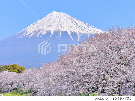 潤井川岸からの春の風景-223769 35497700