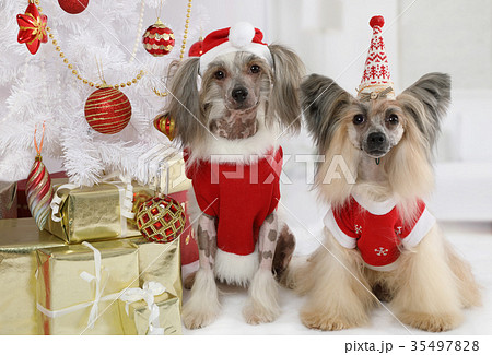 Portrait of two Chinese Crested dogs 35497828