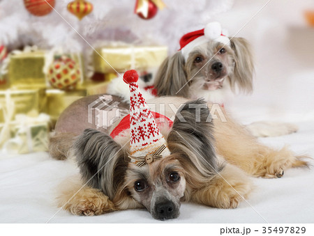 Purebred Chinese Crested dogs Purebred Chinese Crested dogs 35497829