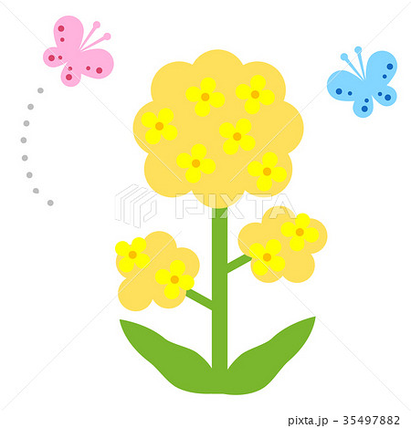 春イメージ 菜の花と蝶々のイラスト素材 35497882 Pixta
