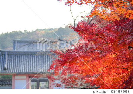 仁和寺・中門と紅葉 仁和寺・中門と紅葉 35497993