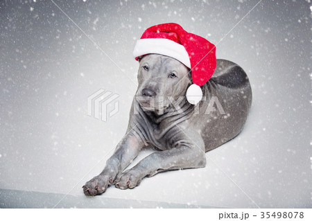 thai ridgeback puppy in xmas hat 35498078