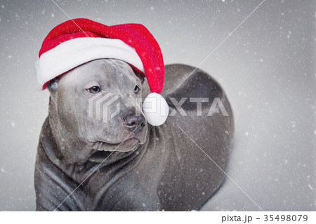 thai ridgeback puppy in xmas hat 35498079