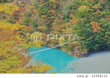 錦秋の寸又峡夢の吊り橋 錦秋の寸又峡夢の吊り橋 35498110