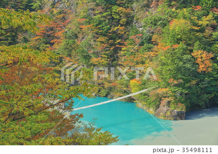 錦秋の寸又峡夢の吊り橋 錦秋の寸又峡夢の吊り橋 35498111