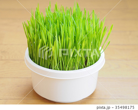 猫草 猫草 35498175