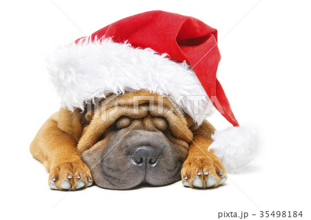 shar pei puppy in christmas hat 35498184