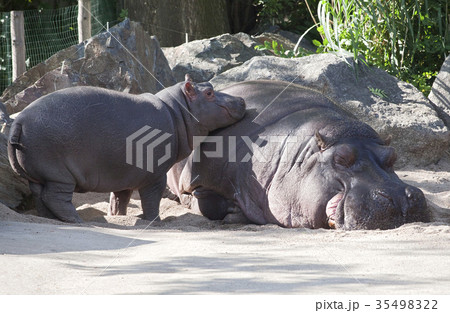Bell tower of Chapel of St. Agatha, Barcelona 35498322