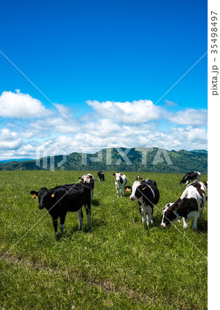 北海道の牧場　牛　乳牛 35498497
