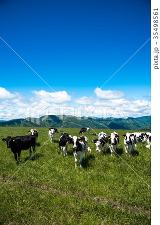 北海道の牧場 牛 乳牛 北海道の牧場 牛 乳牛 35498561