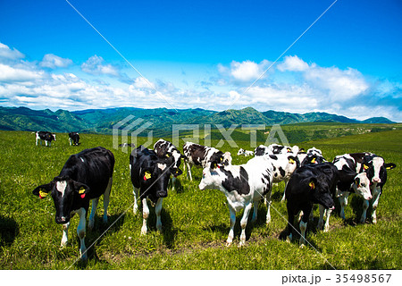 北海道の牧場　牛　乳牛 35498567