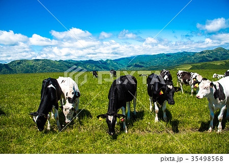 北海道の牧場　牛　乳牛 35498568