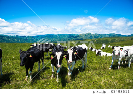 北海道の牧場　牛　乳牛 35498611