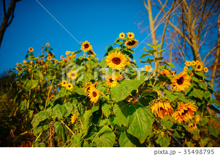 A small plantation of autumn yellow-green  35498795