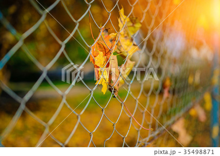 Close up metallic net-shaped fence from wire with  35498871