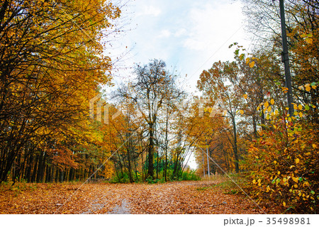 Bright and colorful landscape of sunny autumn Bright and colorful landscape of sunny autumn 35498981