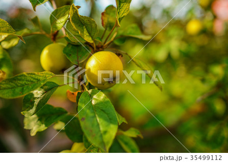 Green apples on a branch ready to be harvested, Green apples on a branch ready to be harvested, 35499112