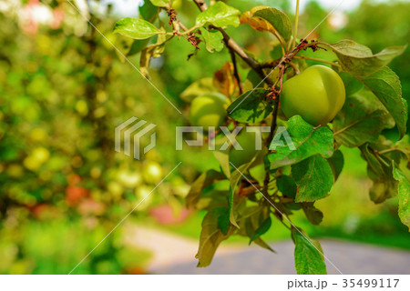 Green apples on a branch ready to be harvested,  35499117