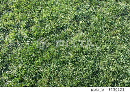 芝生 35501254