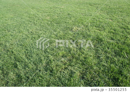 芝生 芝生 35501255