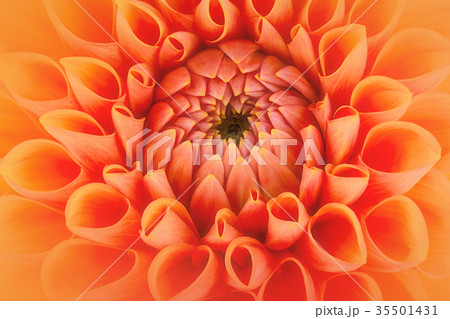 Orange flower petals Orange flower petals 35501431