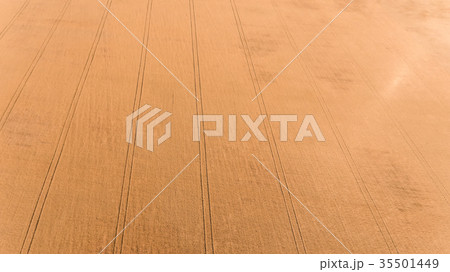 Aerial view of field with wheat Aerial view of field with wheat 35501449