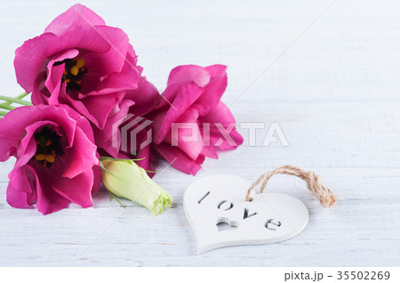 pink purple eustoma flowers pink purple eustoma flowers 35502269