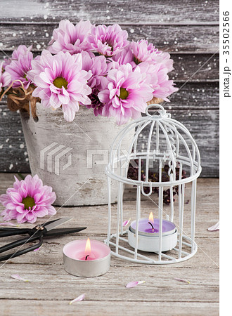 Pink chrysanthemum in concrete pot with scissors Pink chrysanthemum in concrete pot with scissors 35502566
