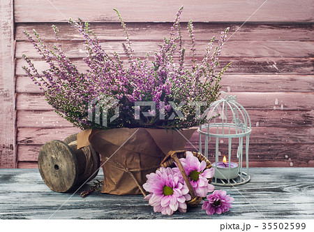 Pink heather in pot, chrysanthemum with candles Pink heather in pot, chrysanthemum with candles 35502599
