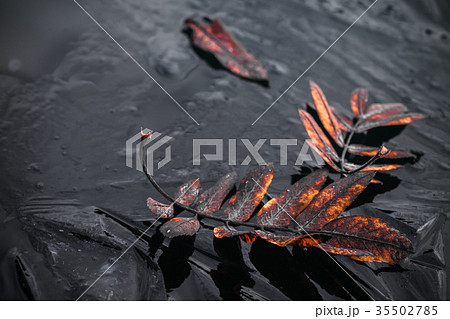 Fallen red rowan tree leaves lay on dark ice 35502785