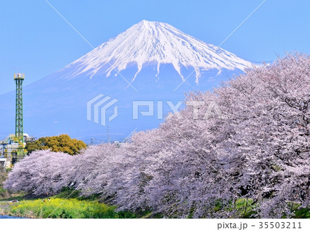潤井川岸からの春の風景-223719 35503211