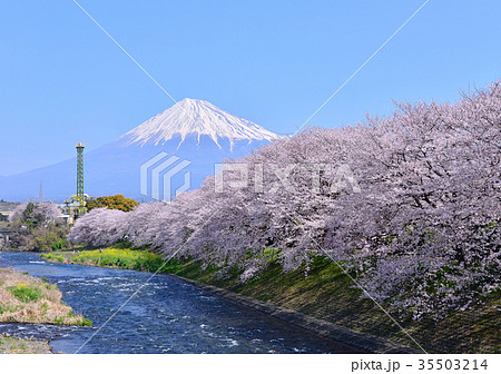 潤井川岸からの春の風景-223723 35503214