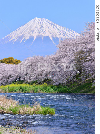 潤井川岸からの春の風景-223734 潤井川岸からの春の風景-223734 35503220