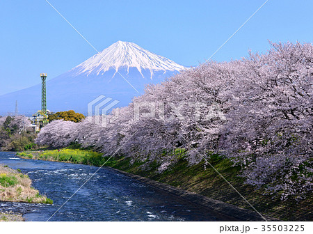 潤井川岸からの春の風景-223740 35503225