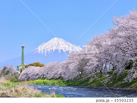 潤井川岸からの春の風景-223750 潤井川岸からの春の風景-223750 35503235