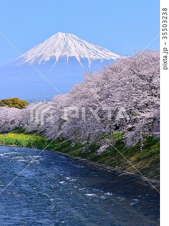 潤井川岸からの春の風景-223754 潤井川岸からの春の風景-223754 35503238