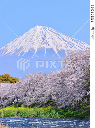 潤井川岸からの春の風景-223757 潤井川岸からの春の風景-223757 35503241