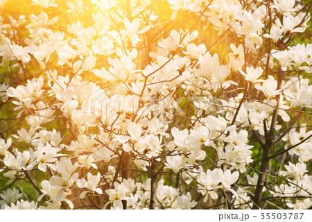 Magnolia spring flowers 35503787