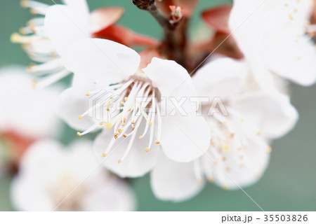 Apricot tree blossoms Apricot tree blossoms 35503826