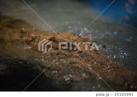 イリワニ イリワニ 35503995