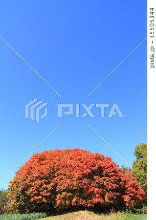 大きなカエデの紅葉 35505344