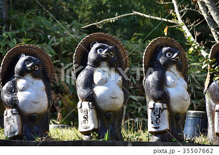 信楽の狸の写真素材