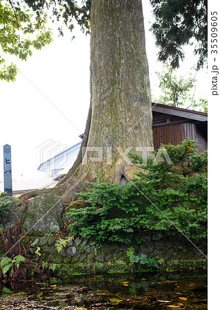 ヒバの古木 星山清水 秋田県 ヒバの古木 星山清水 秋田県 35509605