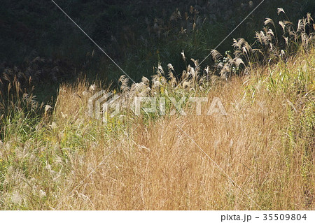 谷間秋の装い 自然公園 谷間秋の装い 自然公園 35509804