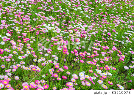 Beautiful blooming green meadow with flowers Beautiful blooming green meadow with flowers 35510078
