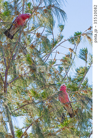 Pair colorful parrots Galah outdoors 35510082
